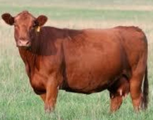 Beef (Frozen)